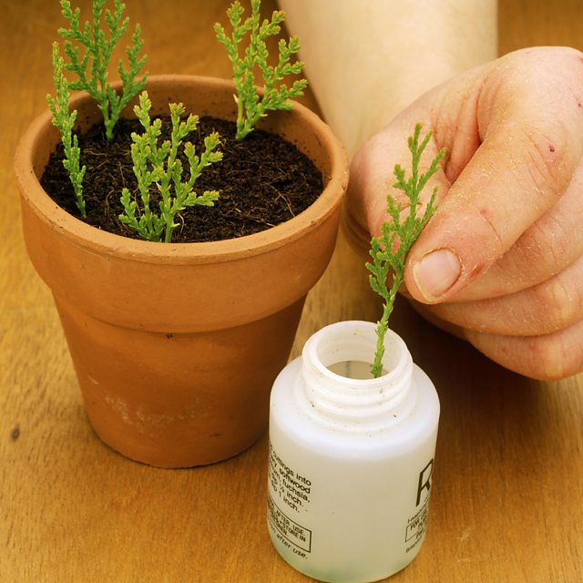 Use of plant hormones Plant hormones Edexcel GCSE Biology (Single