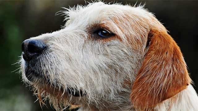 BBC Blogs - Wales - Welsh hound history: From loyal to royal