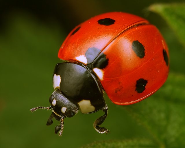 The ladybirds фото