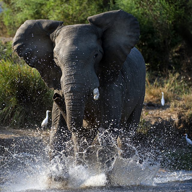 BBC Four - The Wonder of Animals - Wonder facts: Elephants