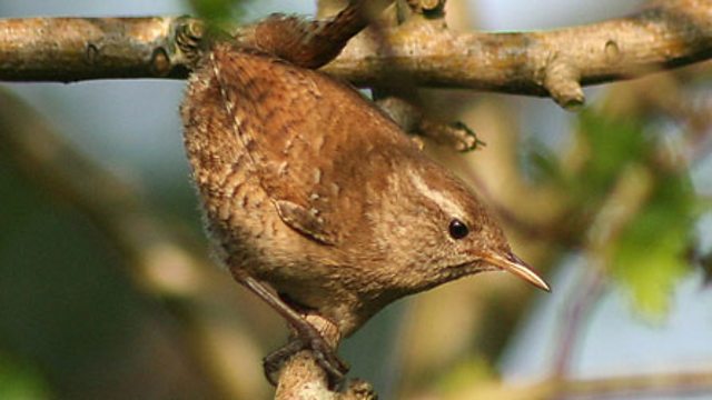 BBC Blogs - Wales - Welsh Christmas and New Year traditions