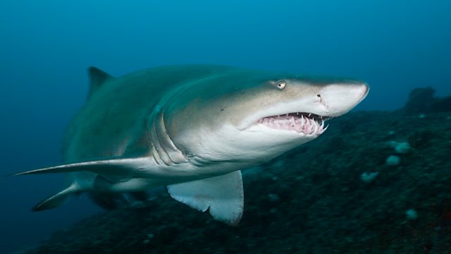 BBC Radio 4 - Natural Histories, Sharks - What made Jaws such an ...