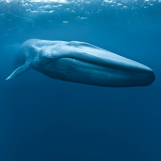 BBC One - Big Blue Live - Blue whale