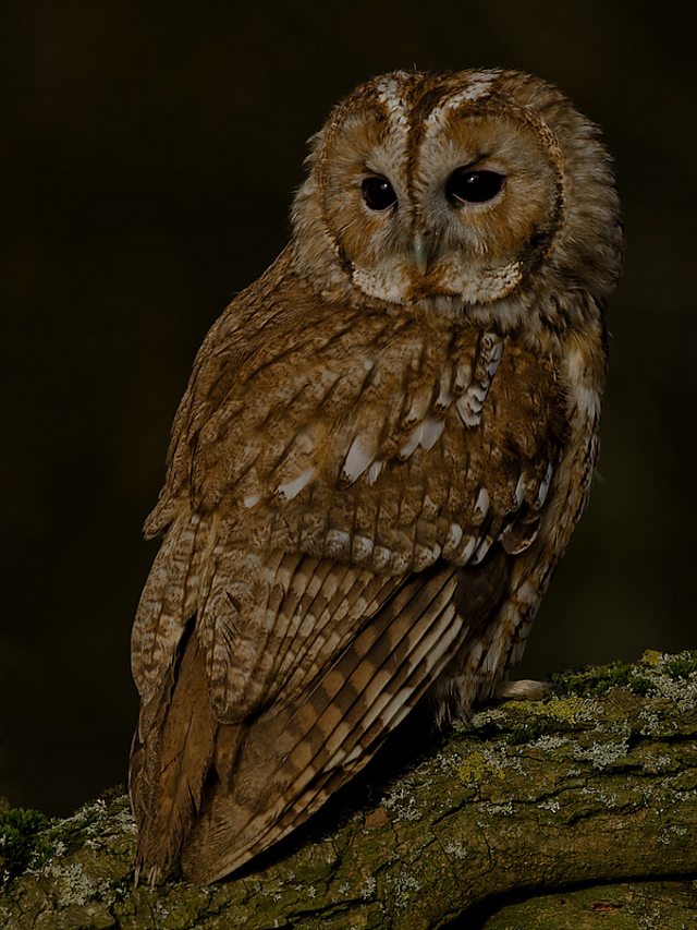 BBC Blogs - Winterwatch - Wing Tips - Identifying our owls