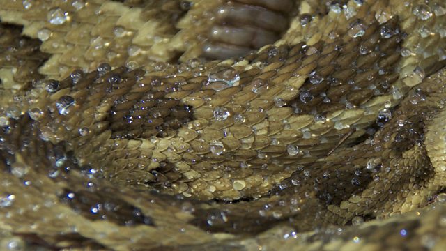 BBC Two - Earth's Greatest Spectacles - Filming a wild rattlesnake hunt