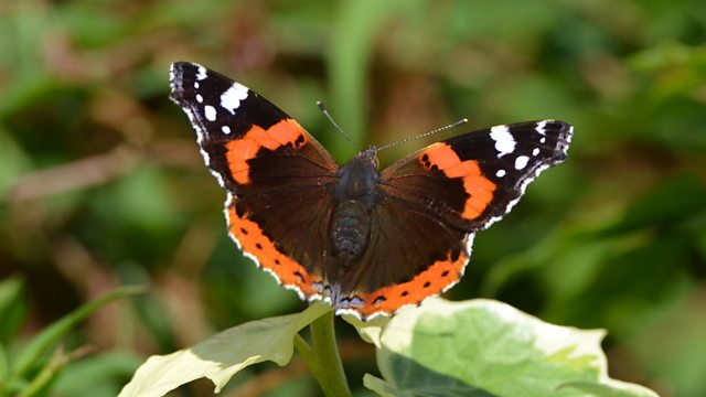 BBC - Do Something Great - Citizen science