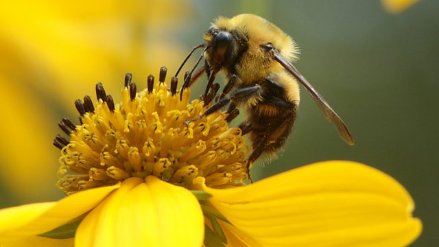 Parasitism And Mutualism Adaptations Interdependence And Competition