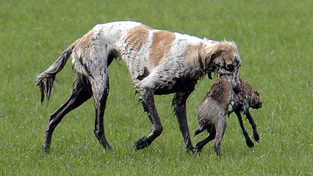 BBC Radio 2 Jeremy Vine, Power Sharing and Hitler