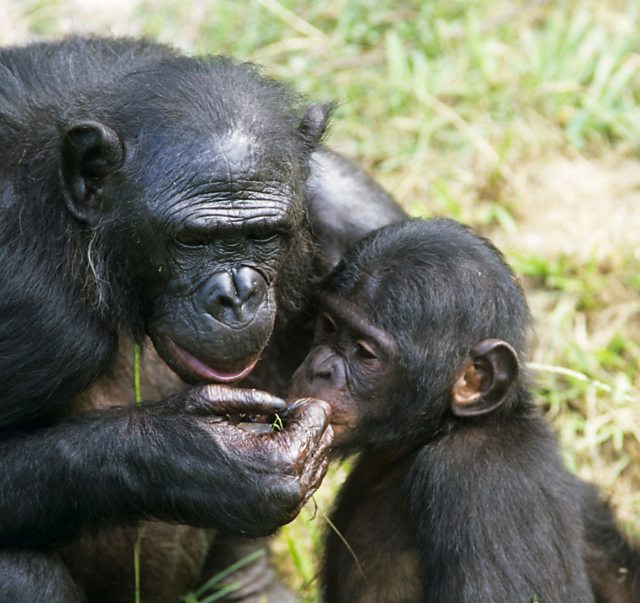 Primate behaviour Social behaviour Higher Biology Revision BBC Bitesize