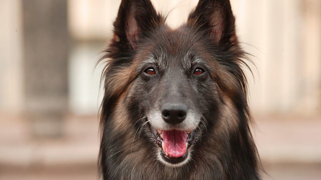 Bbc Radio 4 - Radio 4 In Four - Eleven Pawsome Facts About Dogs