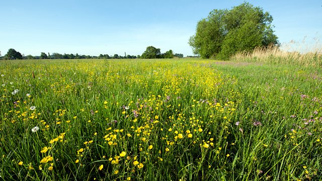 BBC Radio 4 - Sliced Bread - How effective are these hay fever remedies?