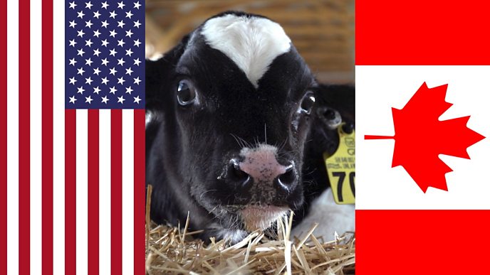Dairy wars: Why is Trump threatening Canada over milk?