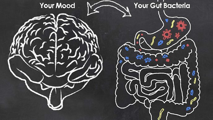 a Chalk board drawing with a brain and gut bacteria suggesting the two are linked