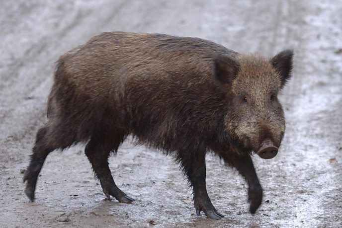 Barcelona tackles roaming wild boar problem - BBC News