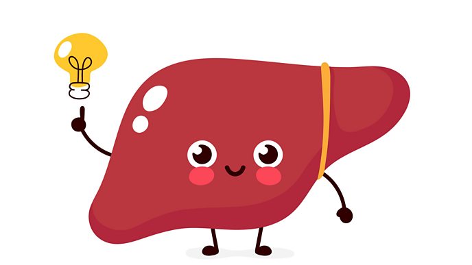 An illustration of a liver with a lightbulb above it, highlighting it has a great idea