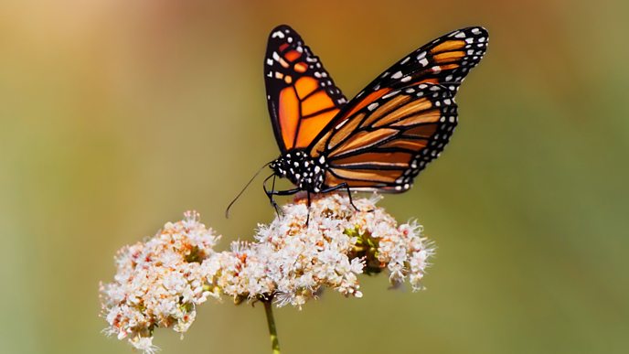 Monarch butterflies make the most of the Smithsonian's Gardens