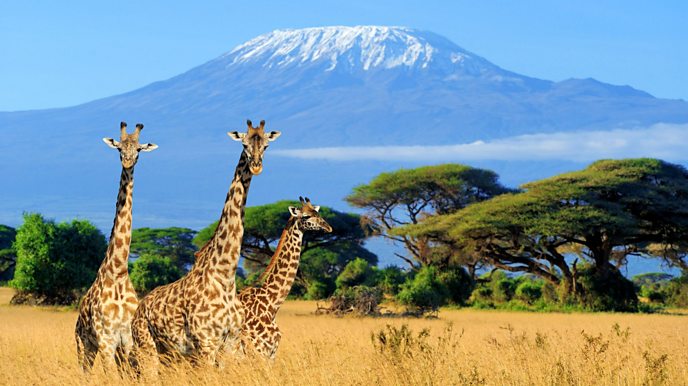 Giraffes and Mount Kilimanjaro in the distance.