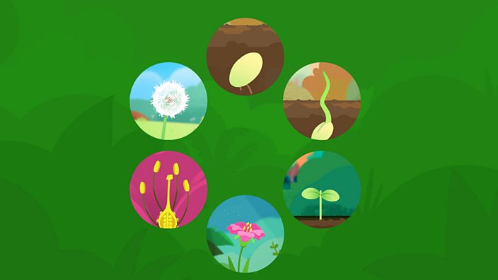 What Are The Stages Of A Plant S Life Cycle c Bitesize