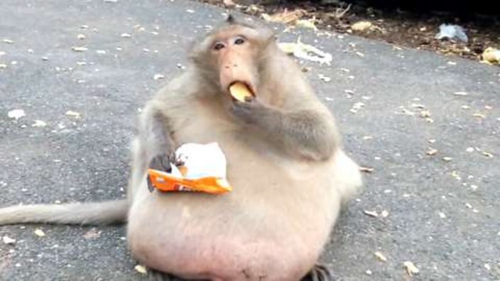 Uncle Fatty&#39; the obese monkey has completed his weight-loss camp - BBC Three