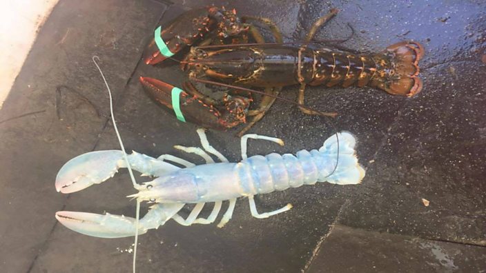 A pearly white lobster next to a dark brown and red lobster.
