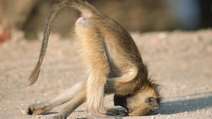 Baboon Animals Porn - There's a new book that tells you which animals fart - BBC Three