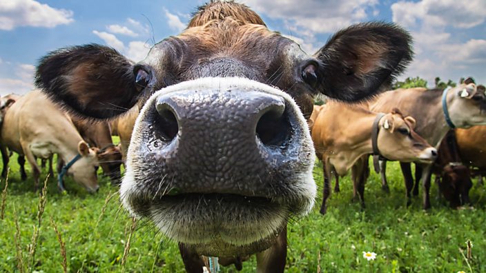 Close up of face of cow in a field 