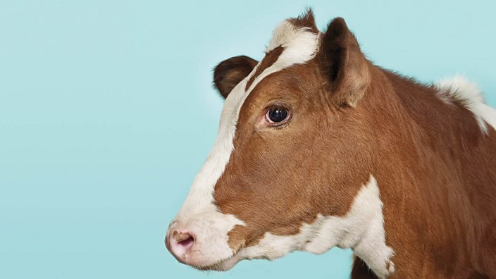 Cow against blue background