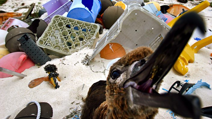 A juvenile albatross sitting among plastic pieces