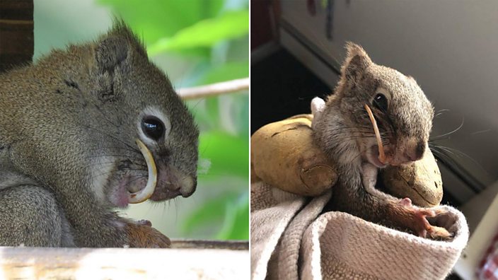 The squirrel, Bucky, with his overgrown teeth