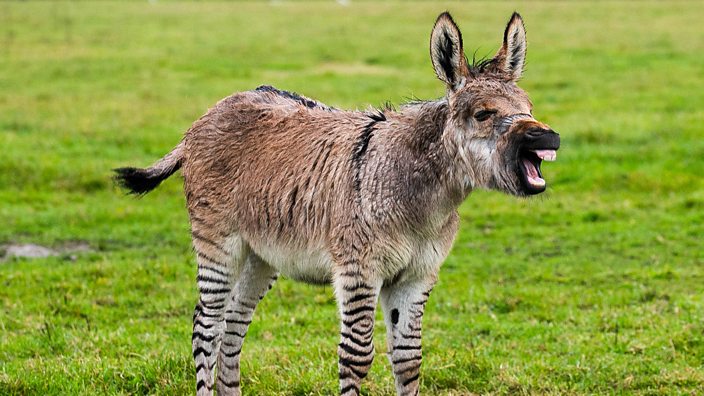 Zonkey: donkey zebra offspring.