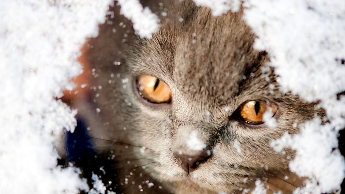 An image of a cat peeking through snow