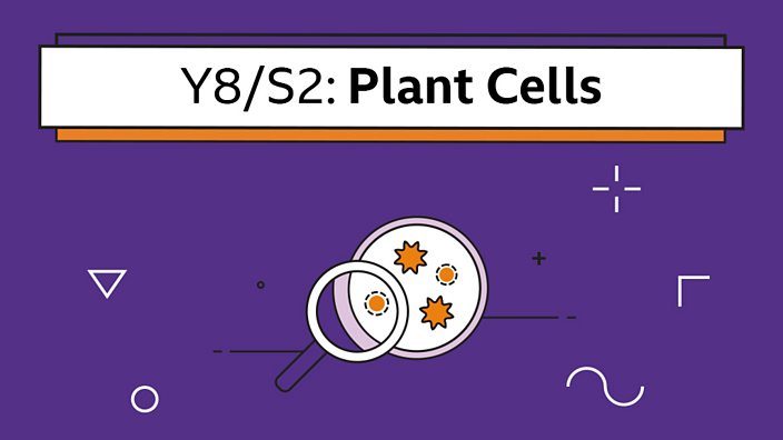 Plant Cells Year 8 S2 Biology Collection Home Learning With Bbc Bitesize Bbc Bitesize