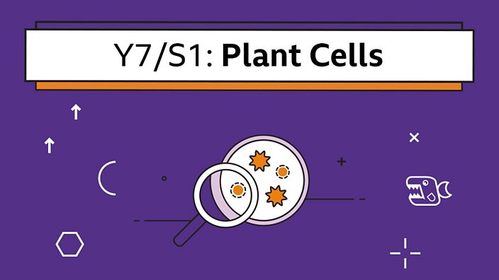 Plant Cells Year 7 S1 Biology Collection Home Learning With Bbc Bitesize Bbc Bitesize