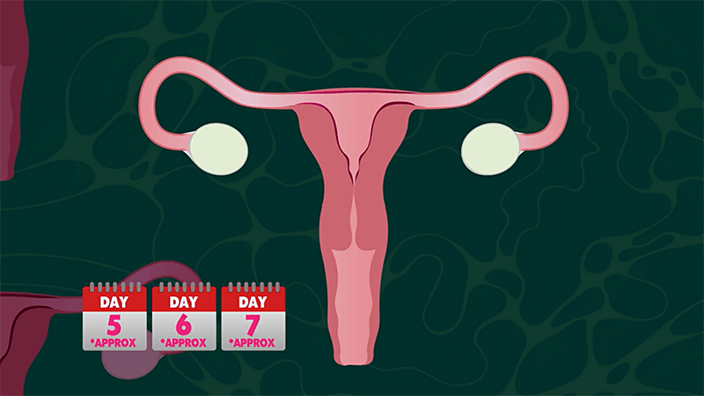 Changes that occur during the menstrual cycle - Reproduction - KS3 Biology  - BBC Bitesize - BBC Bitesize
