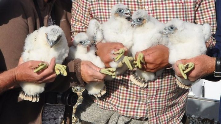 Tower Block Falcon Chicks Ringed