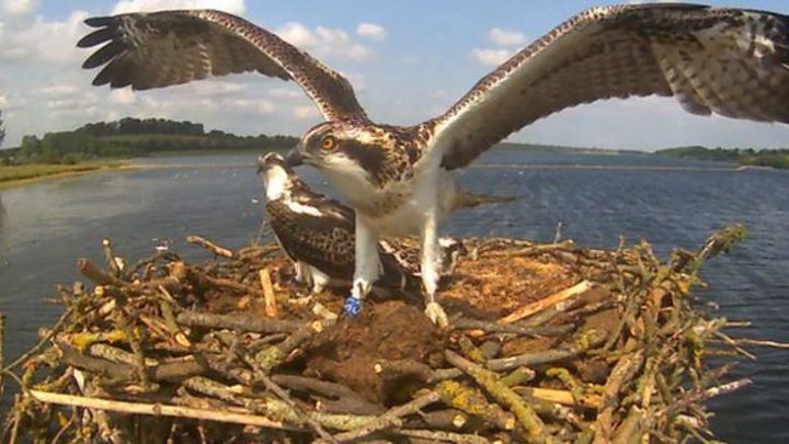 Rutland Water Osprey Project Marks 20 Years Bbc News