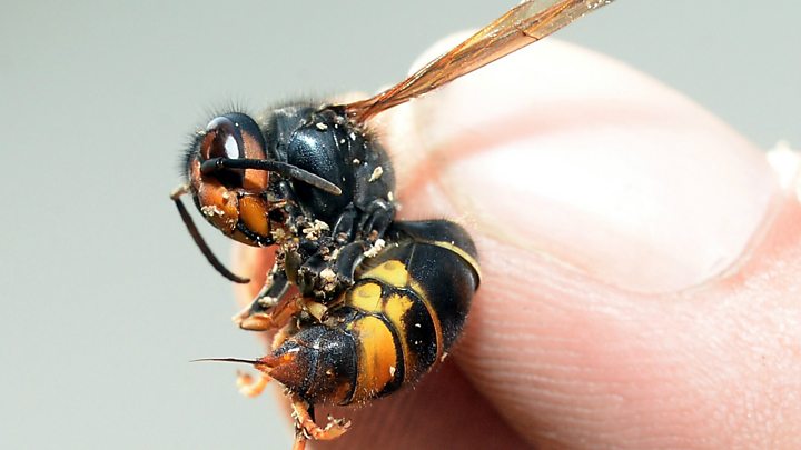 Invasive Asian Hornet Spotted In Britain For First Time Experts   P048lftt 