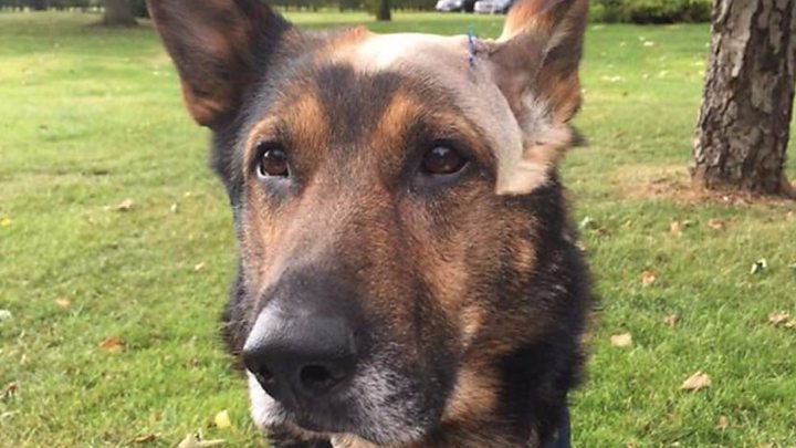 Police dog stabbing: Finn's Law petition signed by thousands - BBC News