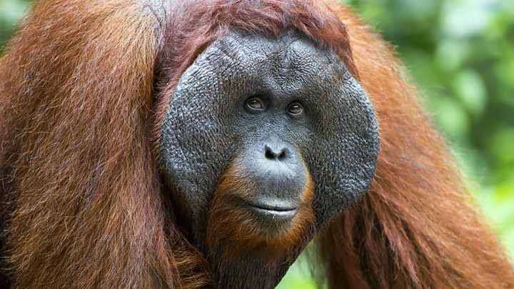 Orangutan squeaks reveal language evolution, says study - BBC News