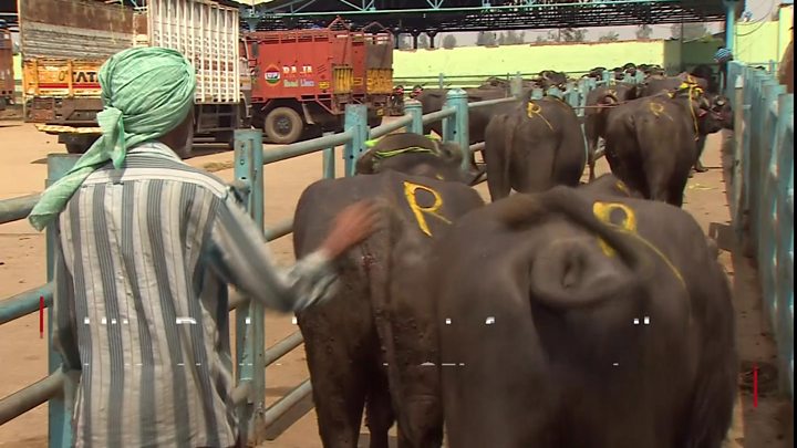  You May As Well Kill Us Human Cost Of India s Meat ban BBC News