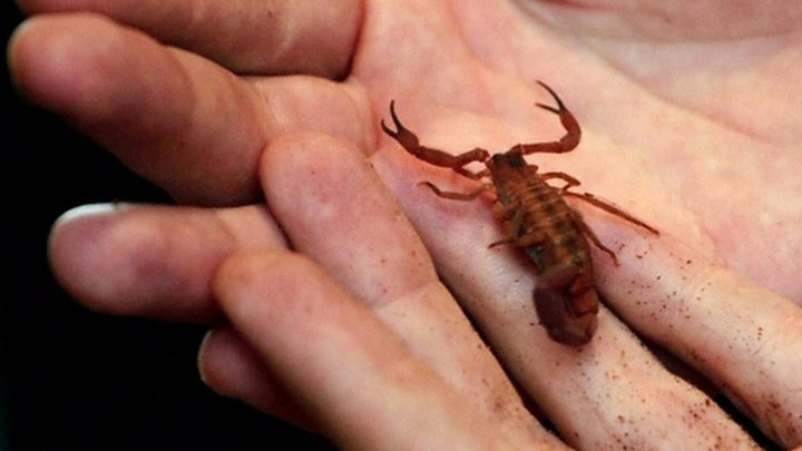 Passenger stung by scorpion on United flight from San Francisco to Atlanta