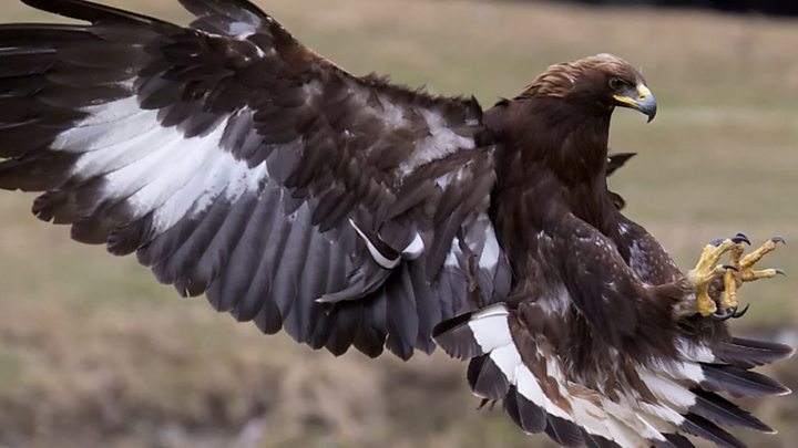 Retired Film Star Eagle Moves To Wales