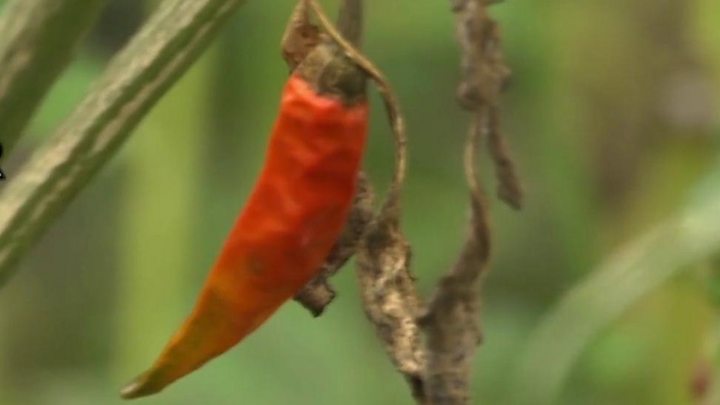 The Urban Farmers Battling Bangalore’s Concrete Jungle - BBC News