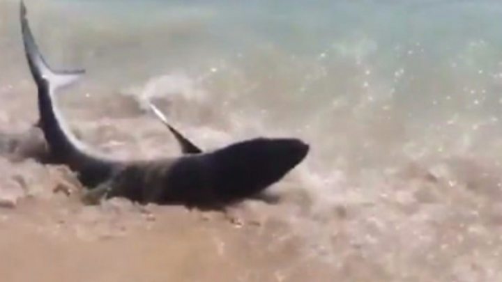 Majorca shark captured on camera by British holidaymaker - BBC News