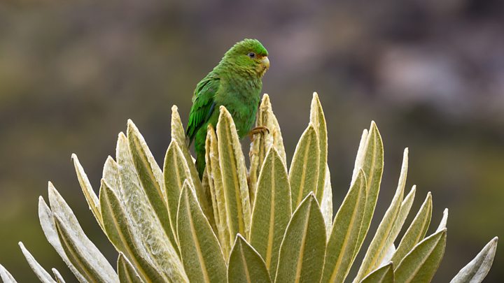 10 Especies De Aves Que Solo Pueden Verse En Colombia Y Fascinan A Expertos Y Avistadores Bbc News Mundo