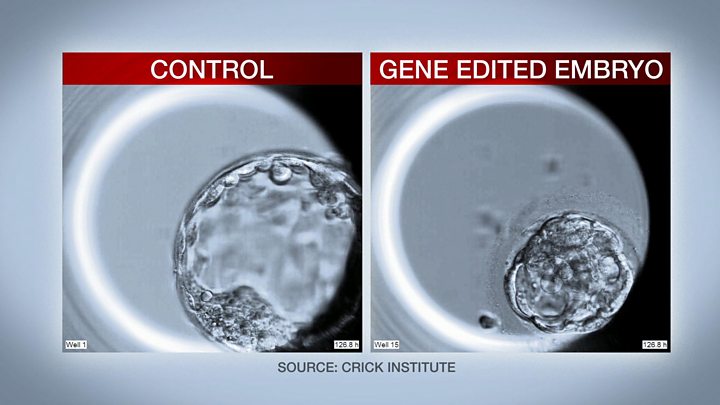 Uk Scientists Edit Dna Of Human Embryos Bbc News 