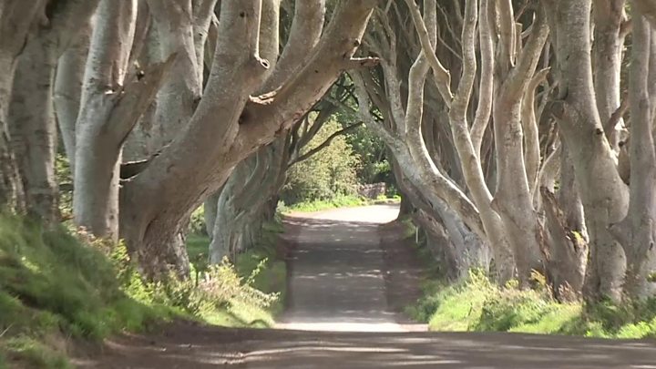 Game Of Thrones Traffic Banned From Dark Hedges Road Bbc News