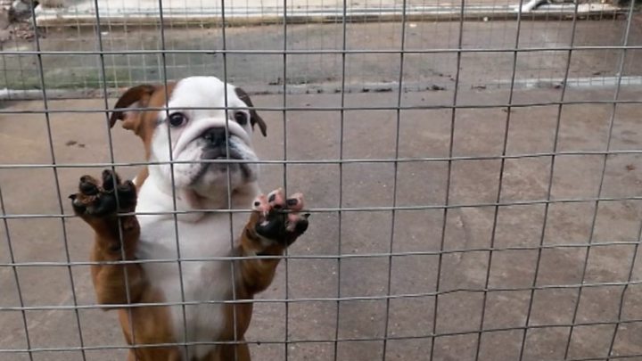 Illegal Puppy Trade Surges For Christmas