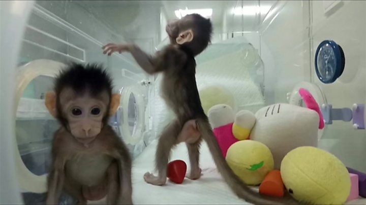 First monkey clones created in Chinese laboratory - BBC News