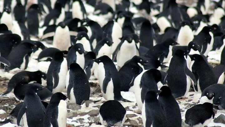 Penguin Super Colony Spotted From Space Bbc News